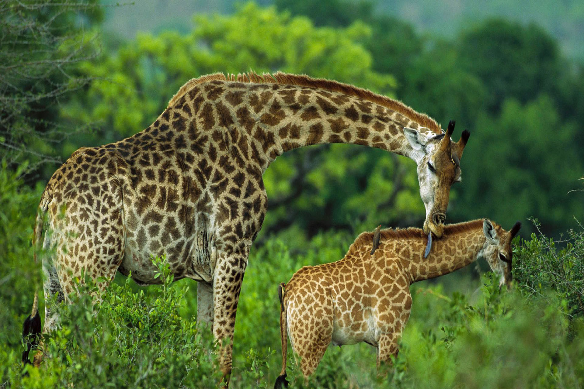  Arusha National Park Day Trip
