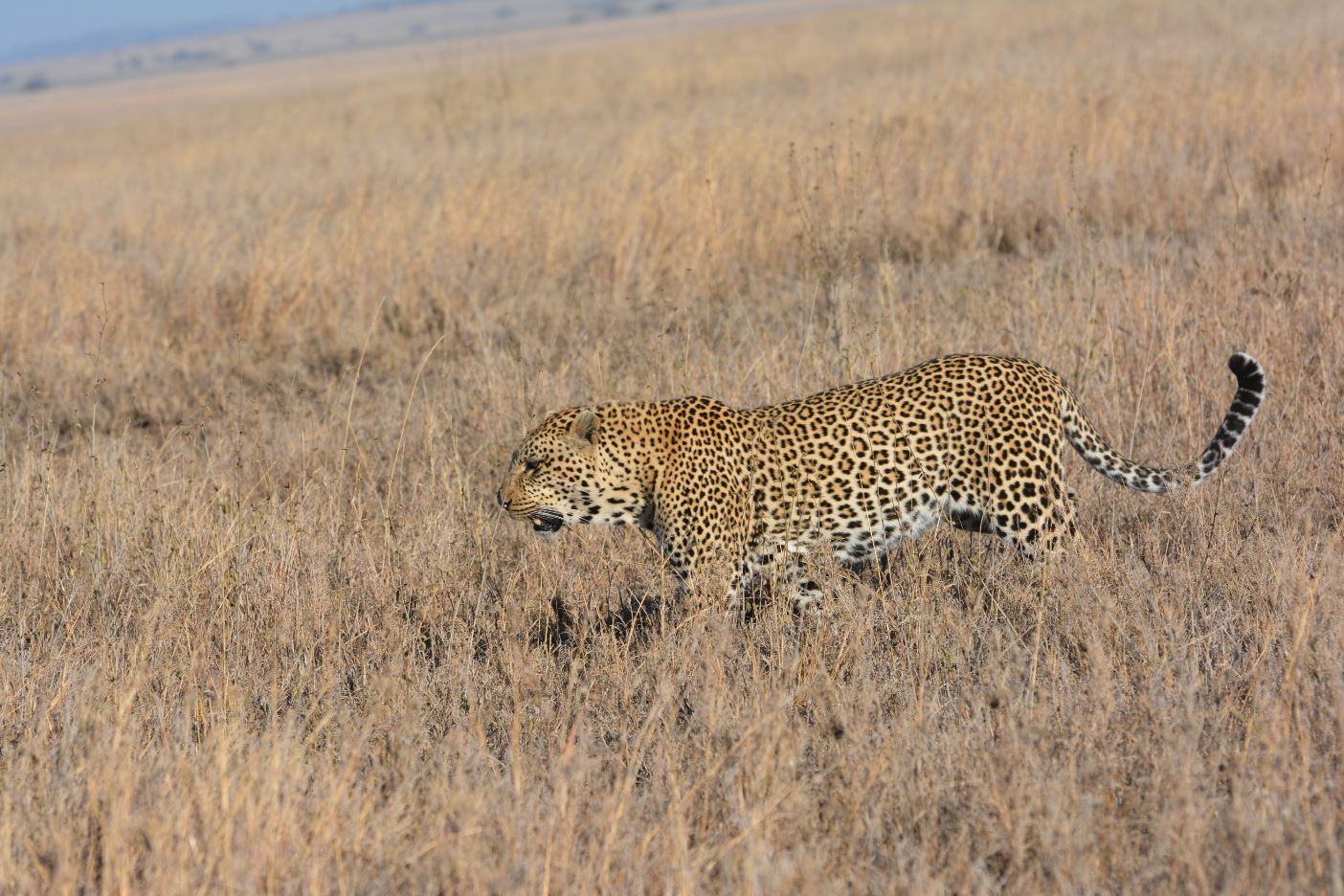 cheetah 4