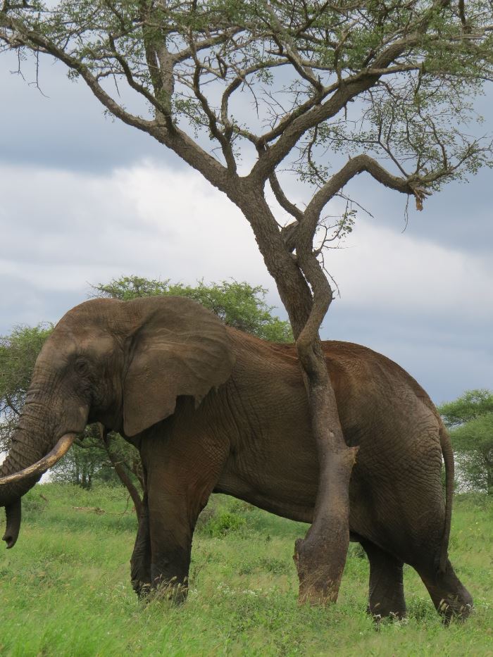 elephant arusha 16