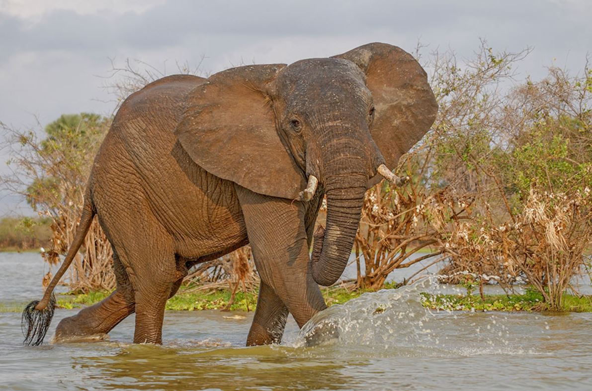 elephant at ruaha