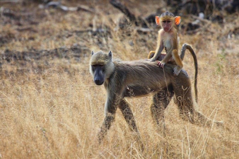 selous-wildlife