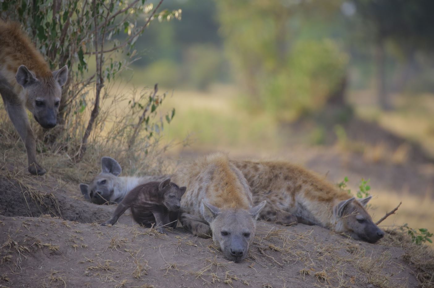 sleeping hyenas 1