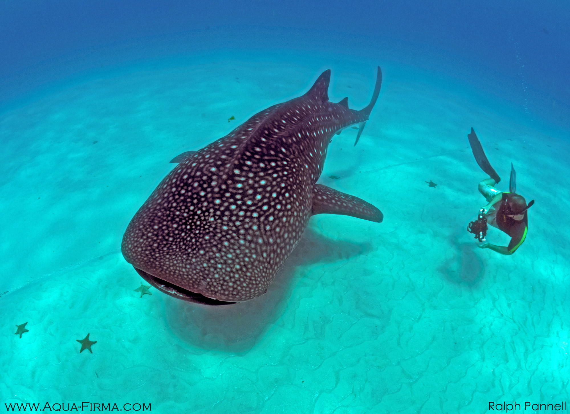 whale-shark-research-marine-biologist-photographer-dr-simon-pierce-mafia-island-underwater-photography-ralph-pannell-aqua-firma-2000