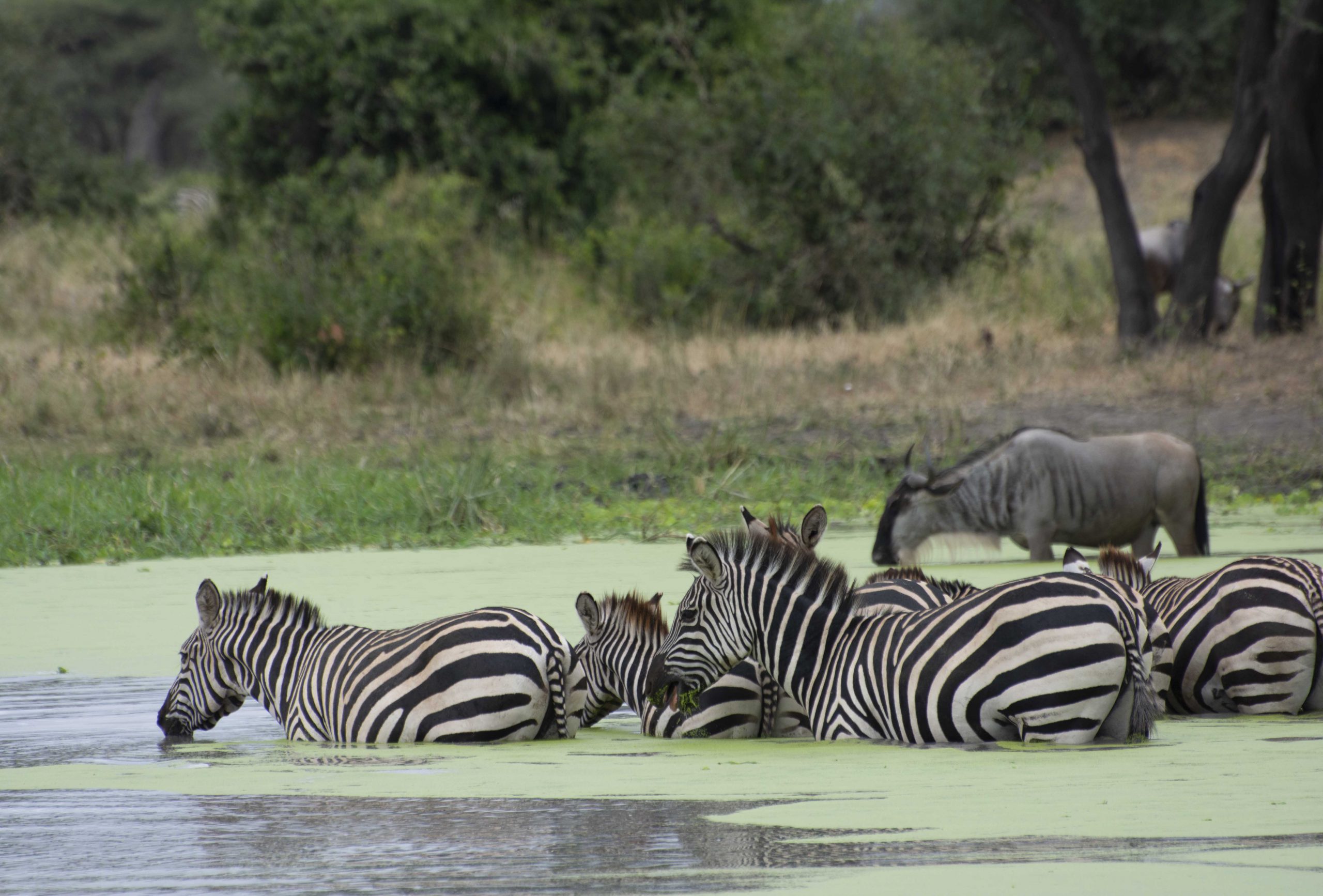 zebra